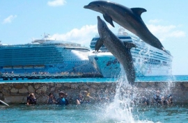 Dolphin Discovery